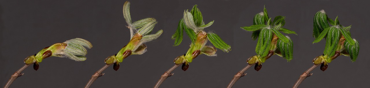 a close up of a bunch of flowers on a stem, a macro photograph, by Samuel Washington Weis, betula pendula, botanical herbarium, official photo, elm tree