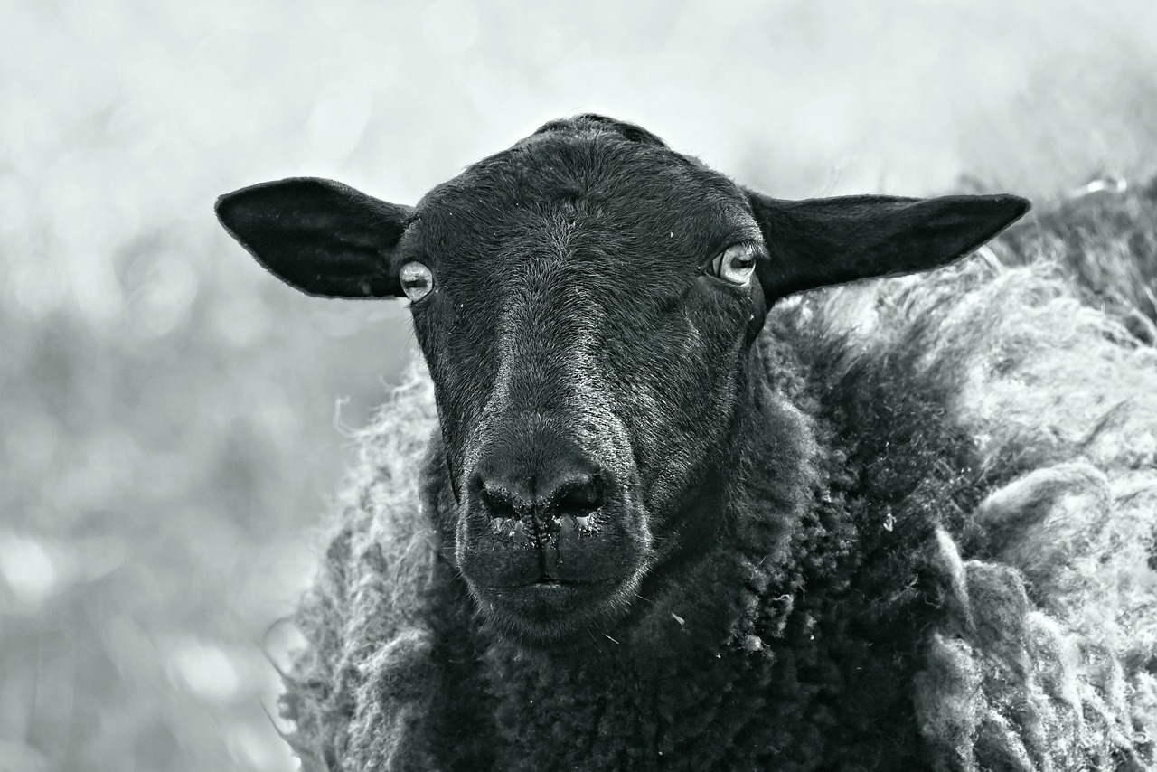 a black and white photo of a sheep, a black and white photo, smug expression, edited, close up portrait photo, flash photo