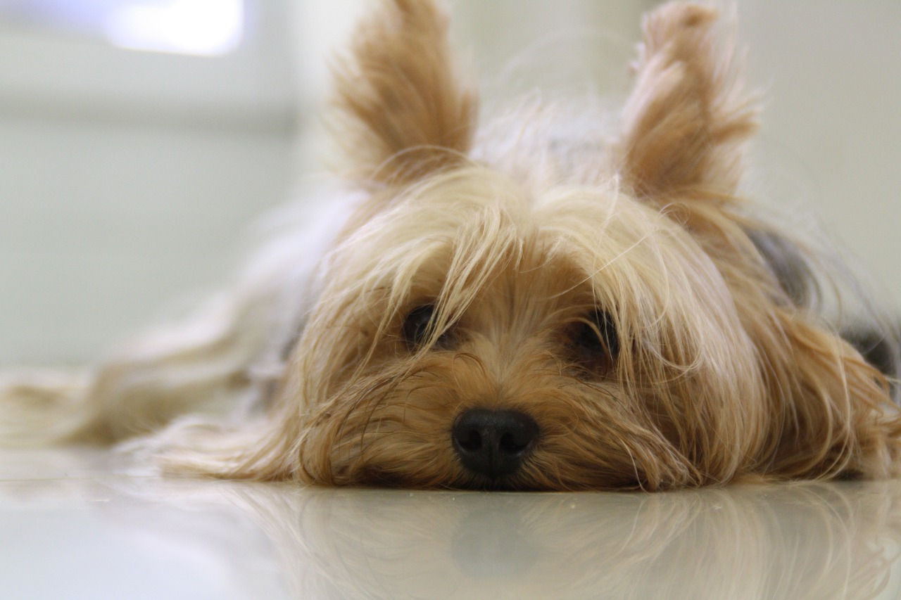 a dog that is laying down on the floor, a picture, yorkshire terrier, photograph credit: ap, dog ears, video still
