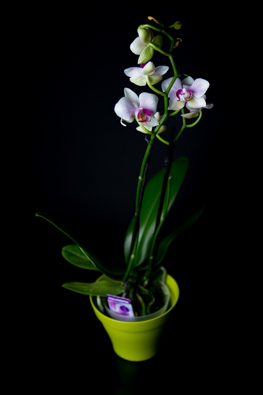 a white and purple flower in a green pot, by Koloman Sokol, hurufiyya, orchids, shot at dark with studio lights, 7 0 mm photo