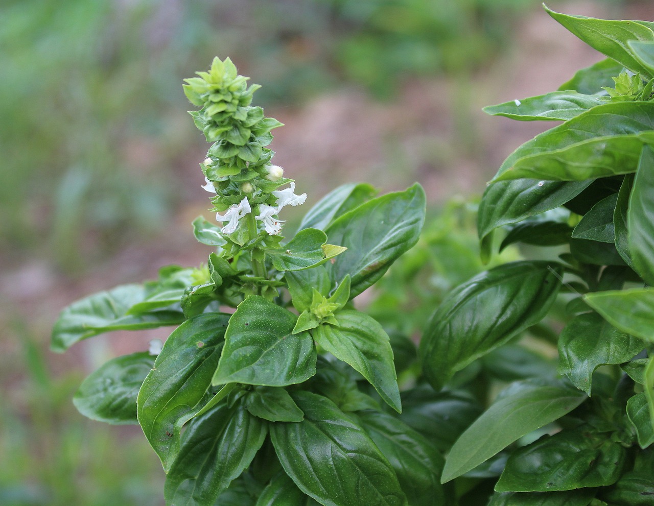 a close up of a plant with green leaves, renaissance, basil, vanilla, flowers growing out of its head, closeup photo