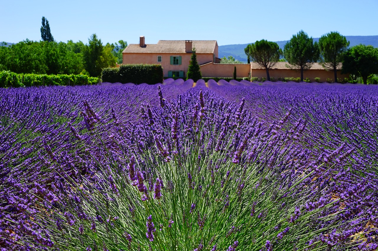 a lavender field with a house in the background, a picture, by Cedric Peyravernay, shutterstock, 🕹️ 😎 🔫 🤖 🚬, symmetry!, burst of colour, stock photo