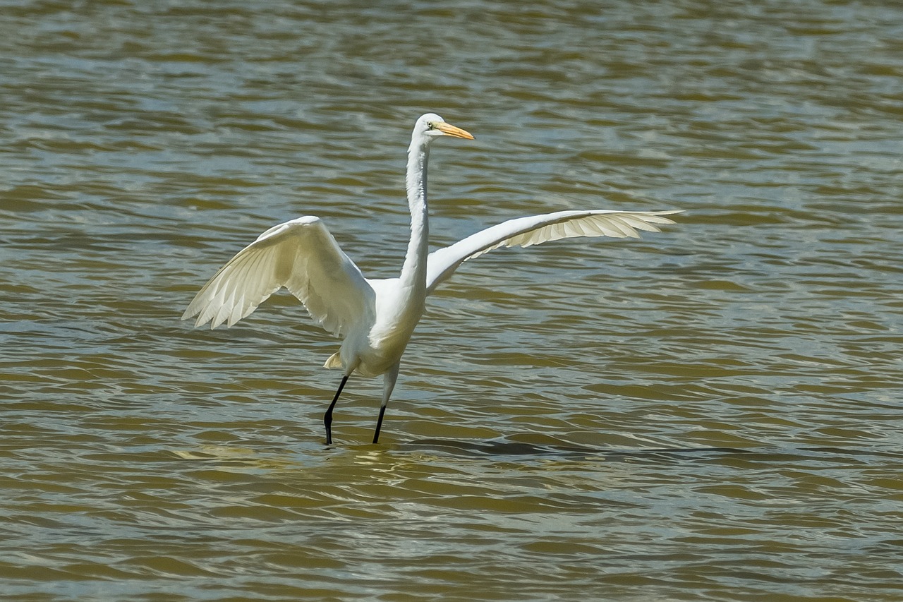 a large white bird standing on top of a body of water, a portrait, by Arnie Swekel, flickr, waving, walking towards camera, horizontally leaping!!!, long flowing fins