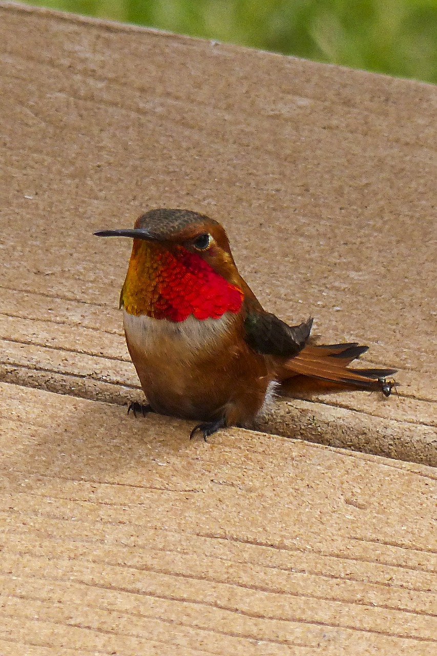 a small bird sitting on top of a wooden table, by Roy Newell, flickr, arabesque, hummingbirds, great red feather, above side view, on sidewalk