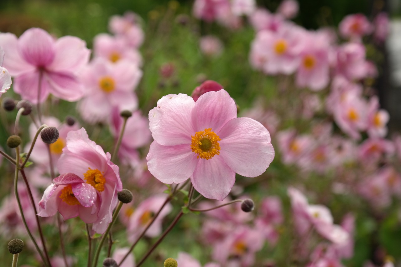a bunch of pink flowers sitting on top of a lush green field, a portrait, by Kishi Ganku, pixabay, romanticism, anemone, himalayan poppy flowers, in a cottagecore flower garden, 🌸 🌼 💮