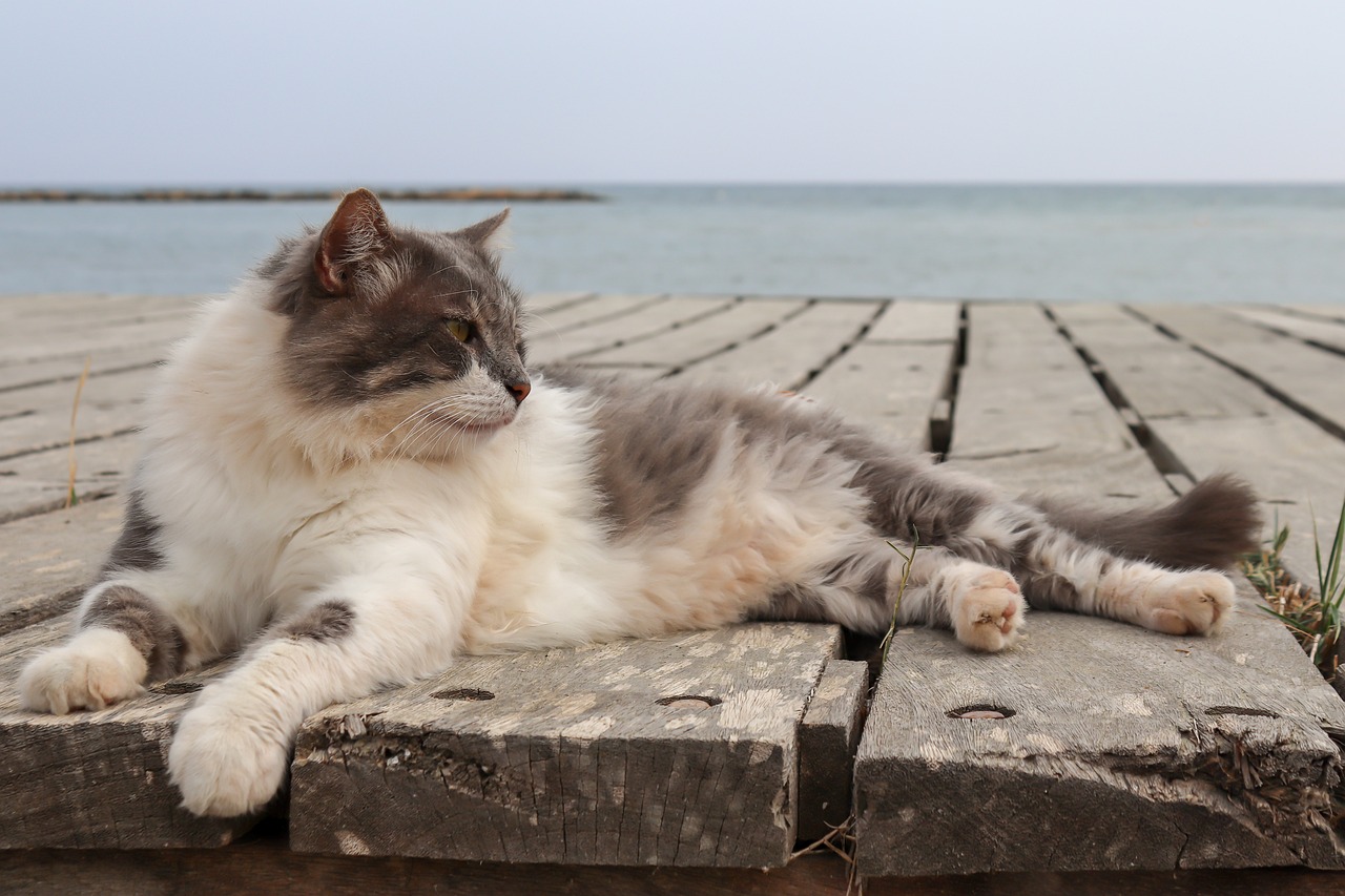 a cat that is laying down on a dock, a picture, shutterstock, romanticism, king of the sea, stock photo, smokey, with a white