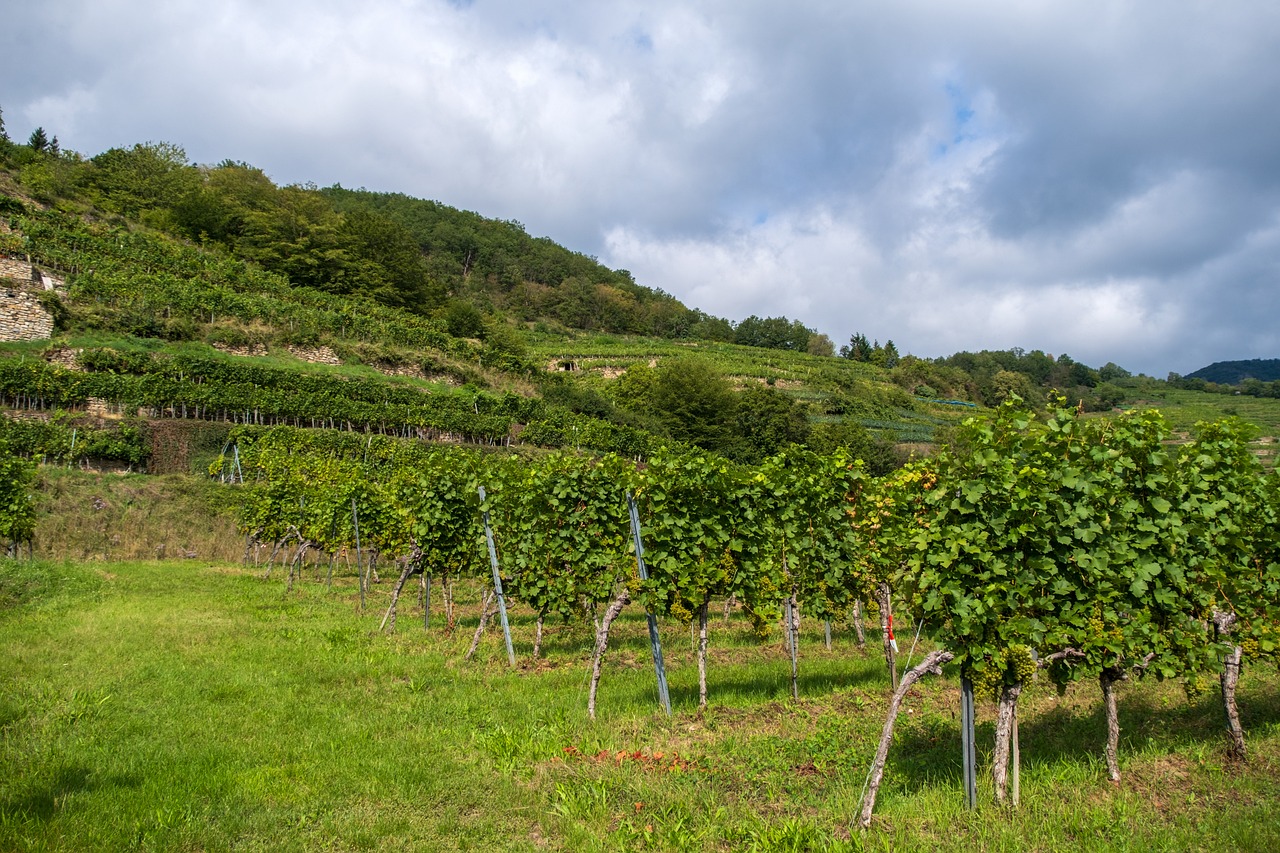 a bunch of trees that are in the grass, a picture, by Erwin Bowien, shutterstock, an idyllic vineyard, 2 4 mm iso 8 0 0, hills in the background, thick and dense vines