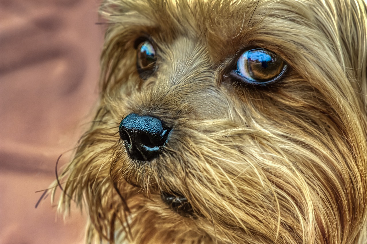 a close up of a dog with blue eyes, a macro photograph, by Zoran Mušič, pixabay contest winner, photorealism, yorkshire terrier, hdr refractions, caramel, “portrait of a cartoon animal