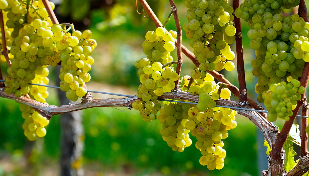 a bunch of green grapes hanging from a vine, flickr, utah, yellows, gleaming white, color”
