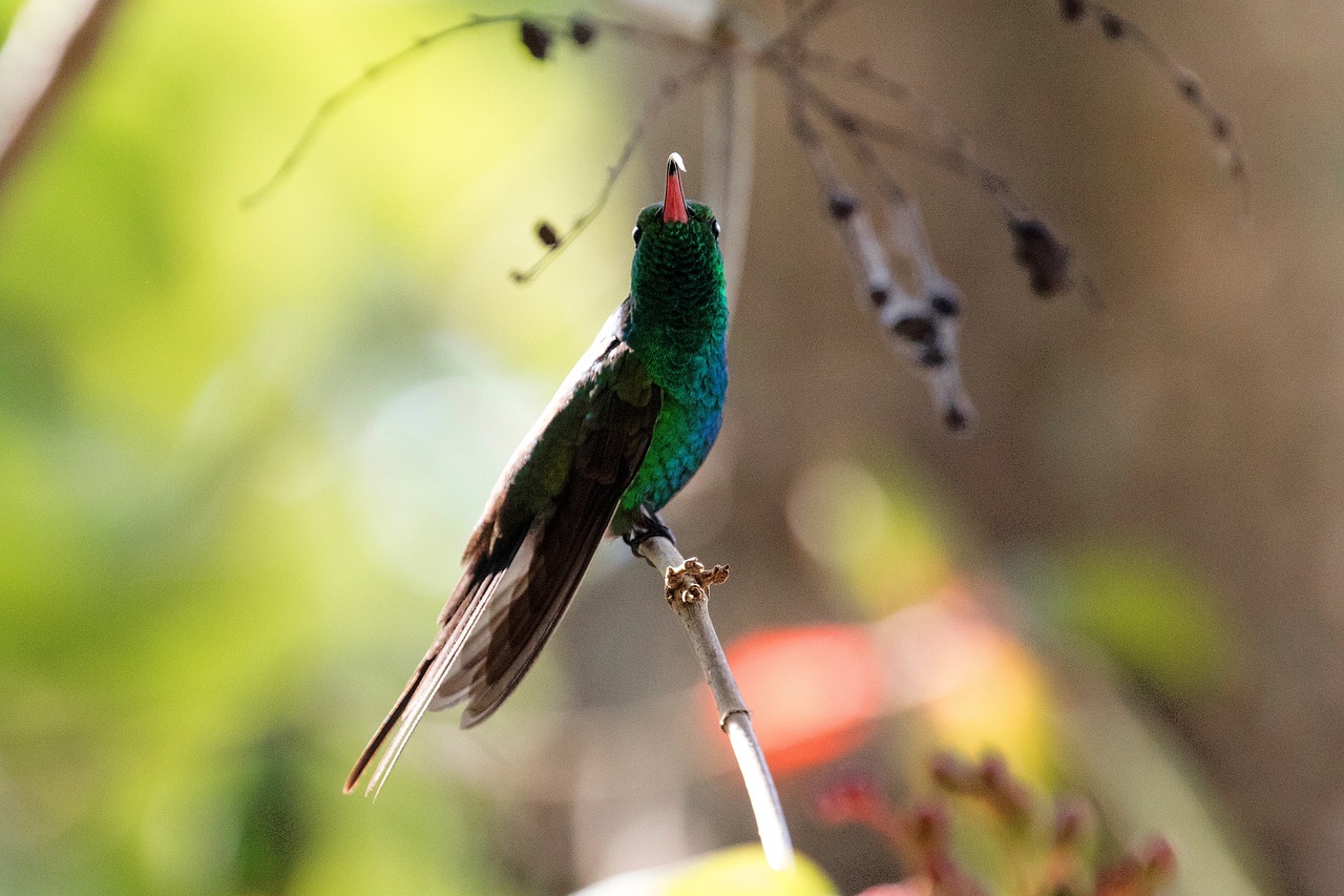 a green bird sitting on top of a tree branch, by Matteo Pérez, flickr, hurufiyya, hummingbird, quetzal and star-nosed mole, sparkling in the sunlight, sapphire