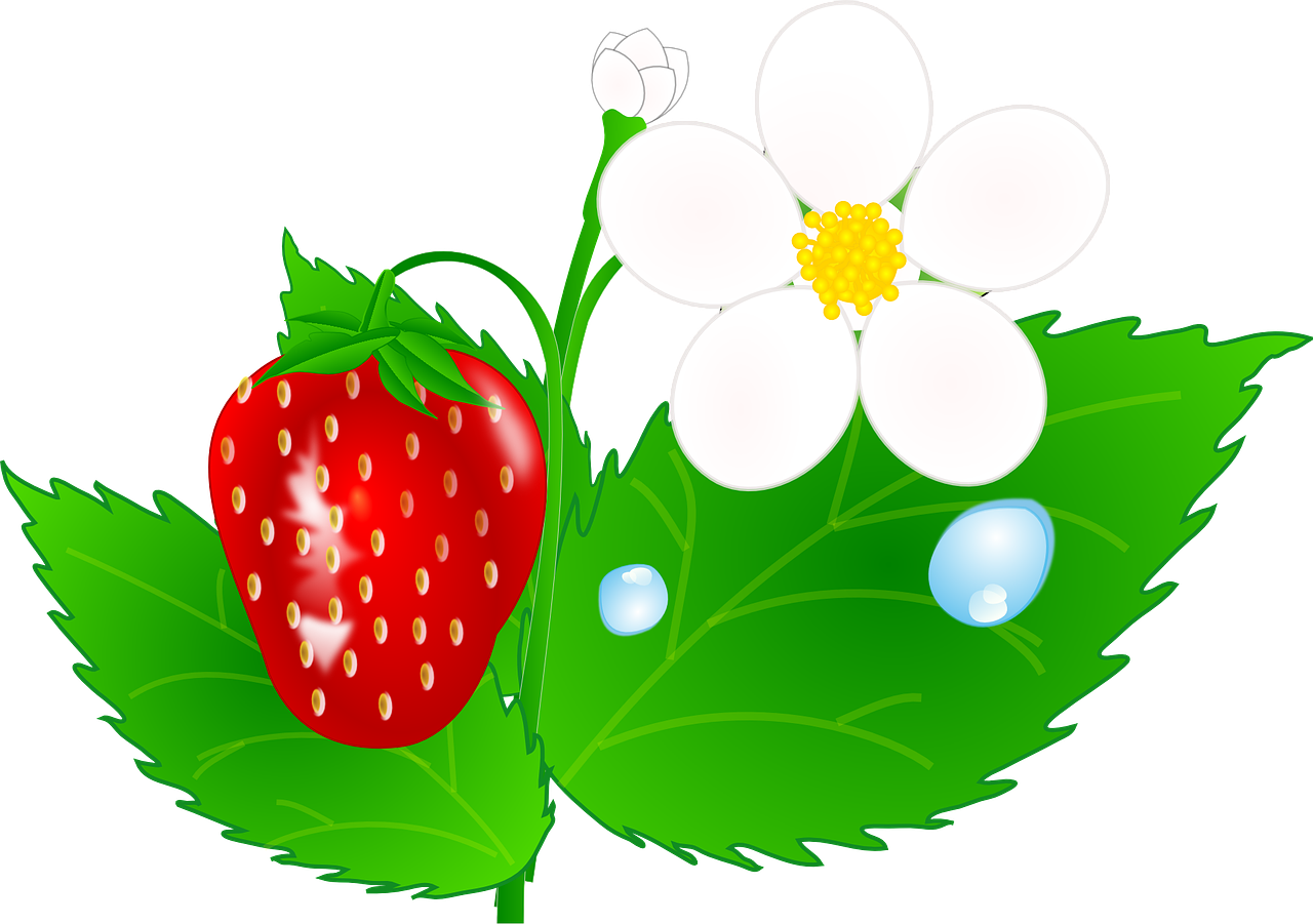 a strawberry sitting on top of a leaf next to a flower, a digital rendering, by Gigadō Ashiyuki, pixabay, hurufiyya, daisy, svg vector, various posed, dewdrops