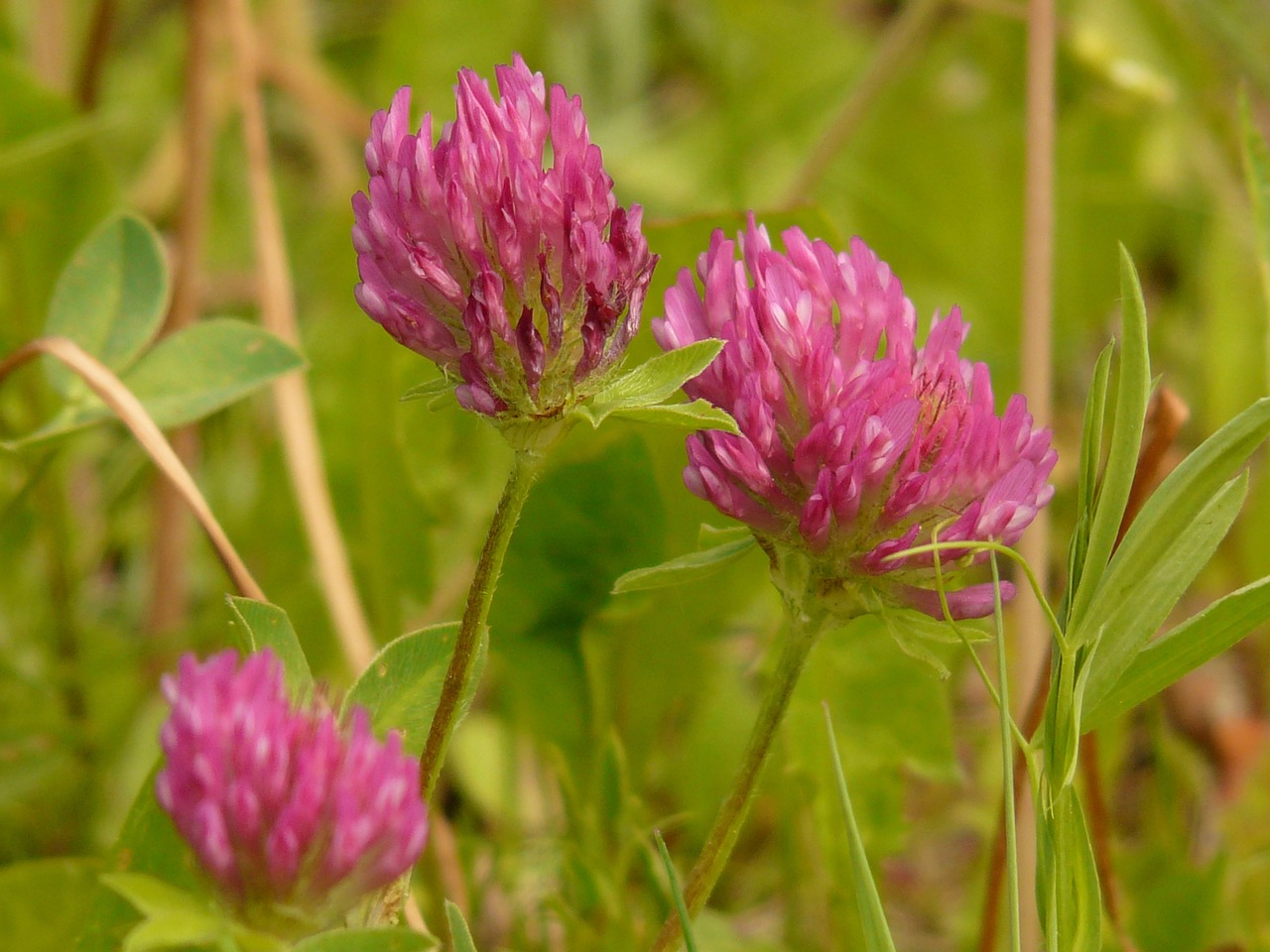 a couple of pink flowers sitting on top of a lush green field, by Edward Clark, flickr, four leaf clover, ireland, buds, grain”