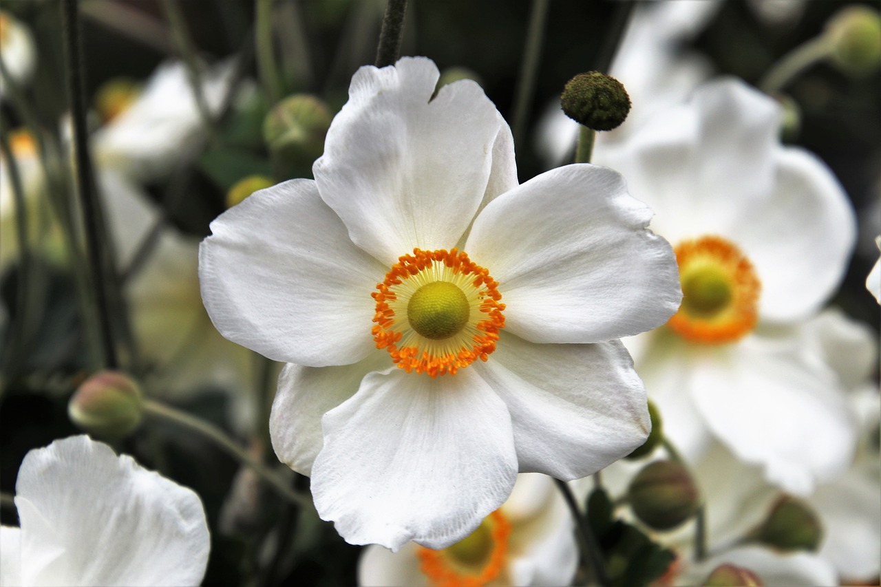 a close up of a white flower with a yellow center, by Jim Nelson, flickr, hurufiyya, himalayan poppy flowers, exquisite and smooth detail, white and orange, symetrical japanese pearl