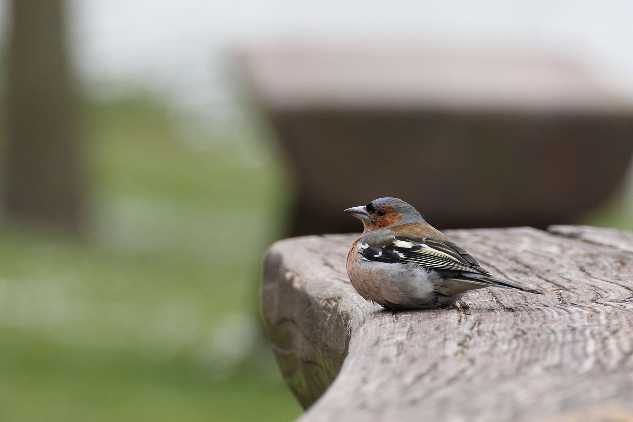 a small bird sitting on top of a wooden bench, a photo, by Dave Allsop, relaxing after a hard day, very pretty face, high res photo, very ornamented