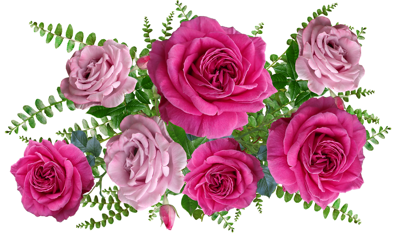 a bouquet of pink roses on a black background, a digital rendering, inspired by Jan Henryk Rosen, trending on pixabay, roses and lush fern flowers, inside stylized border, wide screenshot, various posed