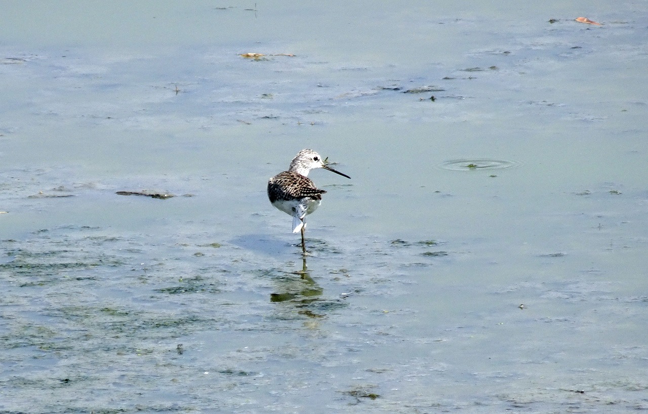 a bird that is standing in the water, arabesque, with long antennae, speckled, sad!, on stilts