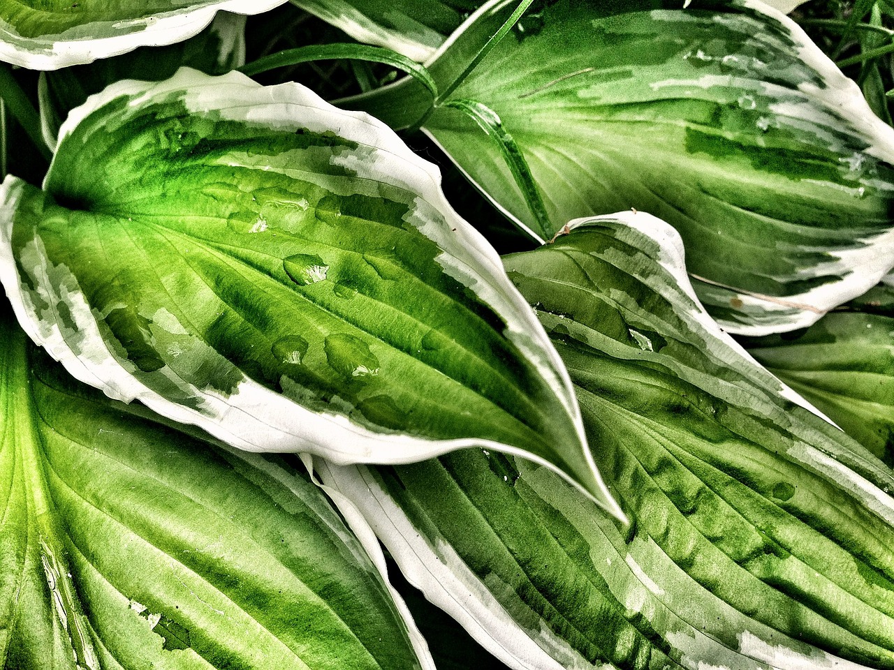 a close up of a bunch of green leaves, inspired by Jacopo Bassano, iphone photo, photorealism. trending on flickr, big lilies, tonemapped