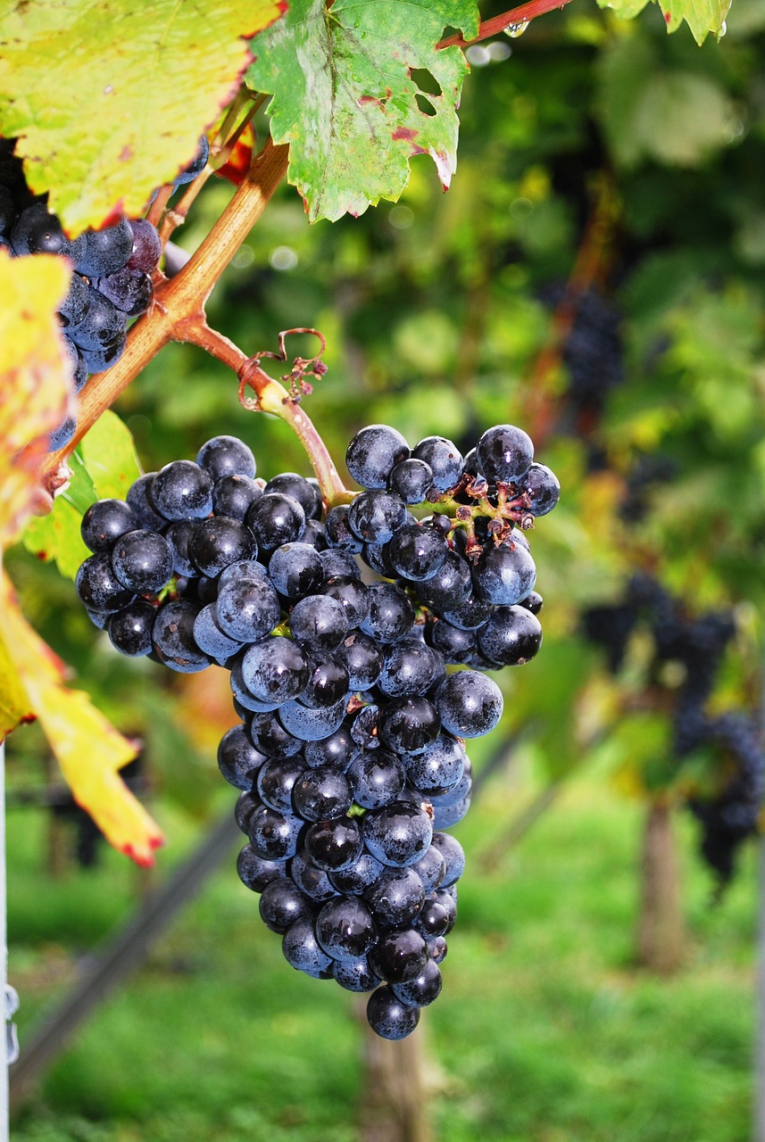 a bunch of grapes hanging from a vine, a portrait, by Karl Völker, pixabay, figuration libre, lower saxony, 1 6 x 1 6, hight quality, black tendrils