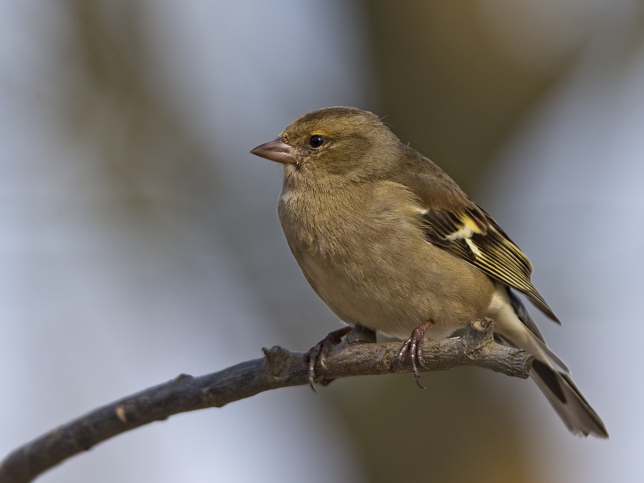 a small bird sitting on top of a tree branch, a picture, by Dave Allsop, pallid skin, ladies, muted brown yellow and blacks, wallpaper - 1 0 2 4