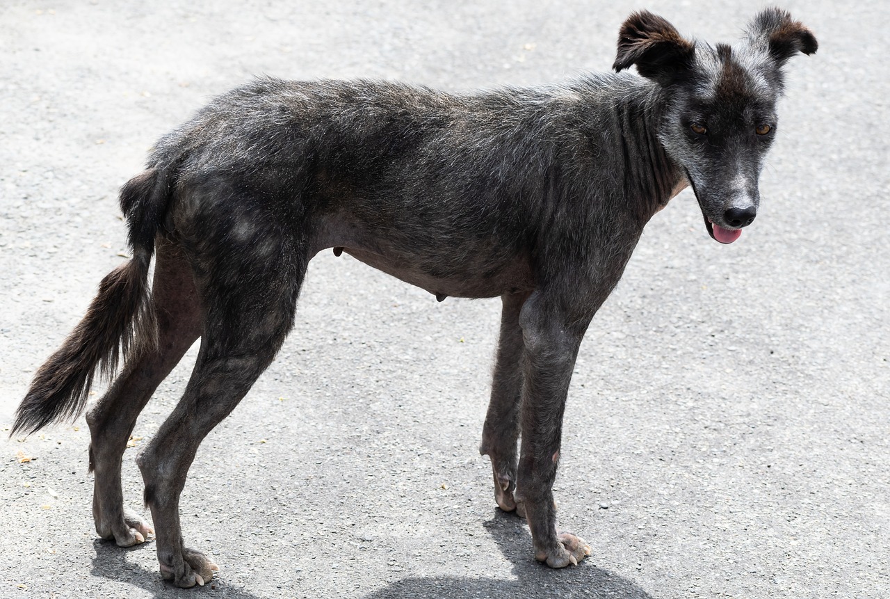 a dog that is standing in the street, a portrait, with grey skin, very thin, underdeveloped, sharp black skin