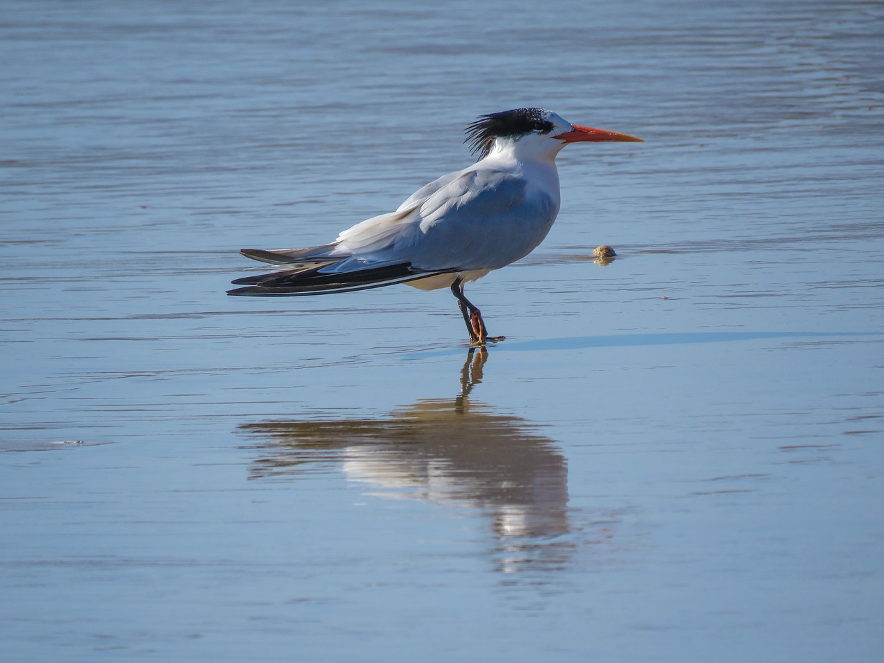 a bird that is standing in the water, arabesque, white male, at the beach, white and orange, glossy reflections