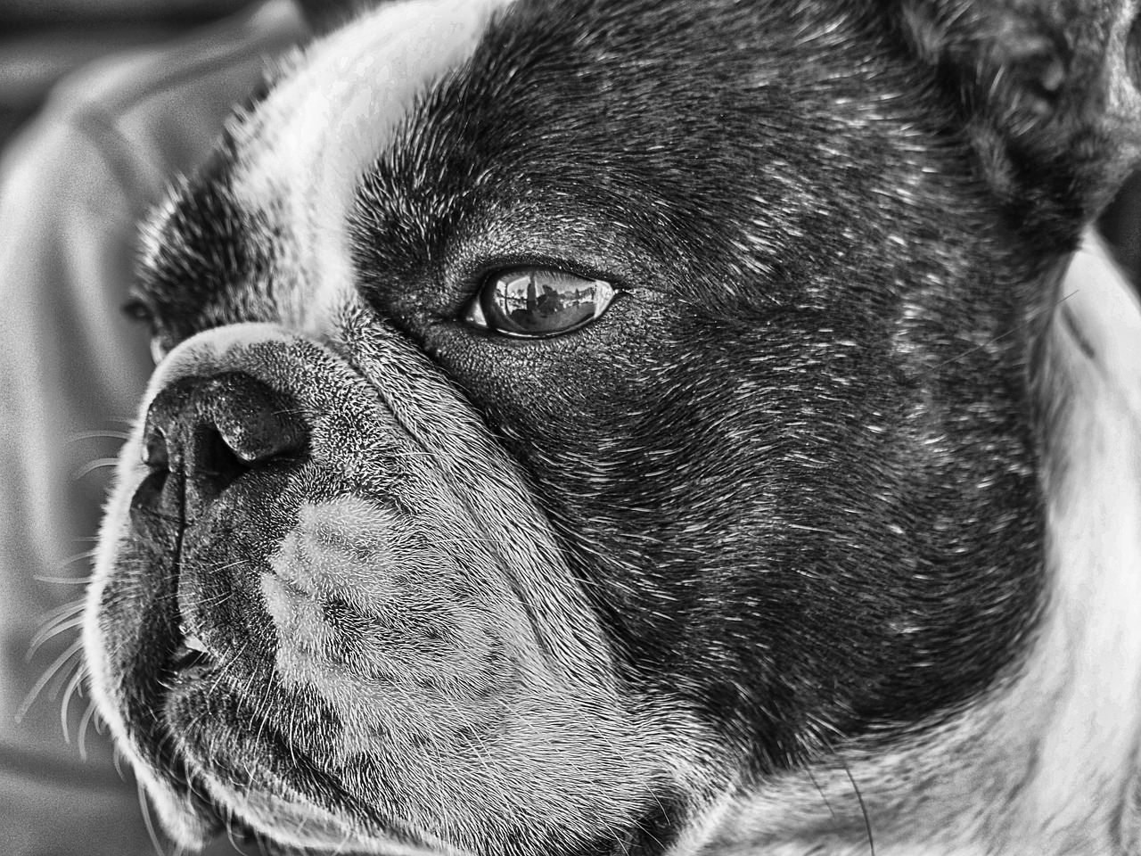 a black and white photo of a dog, a stipple, by Jan Rustem, pexels, photorealism, french bulldog, closeup!!!!!!, tonemapped, pug