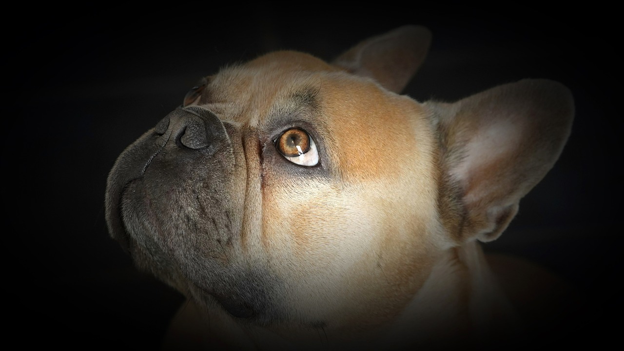 a close up of a dog with a black background, a portrait, by Anna Füssli, pexels, photorealism, french bulldog, eye, amber, watch photo