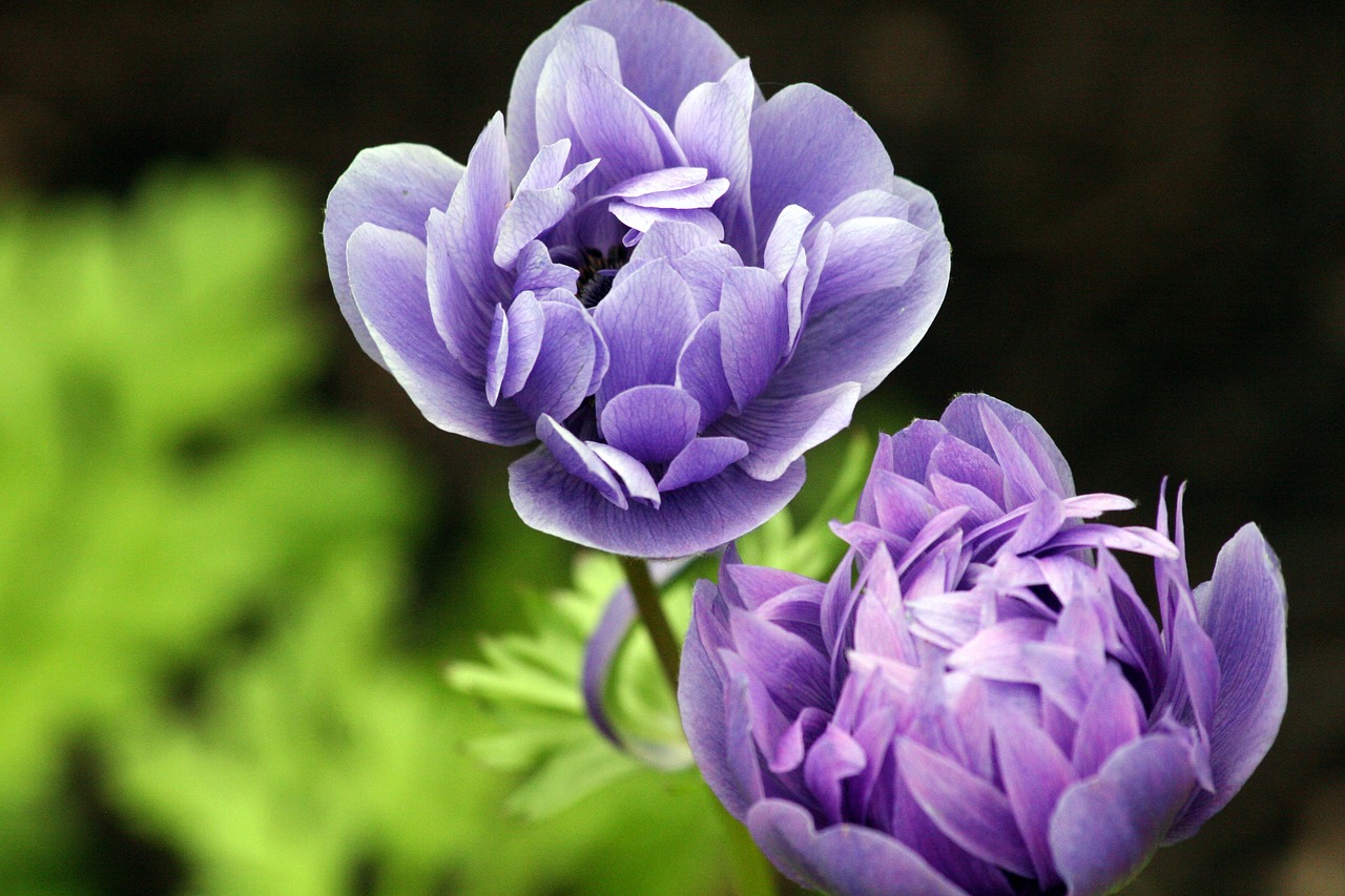 two purple flowers with green leaves in the background, by Rhea Carmi, pixabay, anemone, blue and gray colors, peony flowers, medium close-up shot