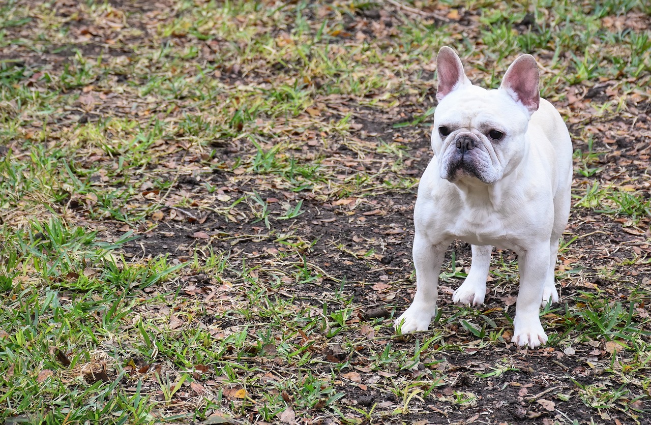 a small white dog standing on top of a grass covered field, inspired by Félix Bódog Widder, pexels, french bulldog, fur with mud, at a park, white french bob