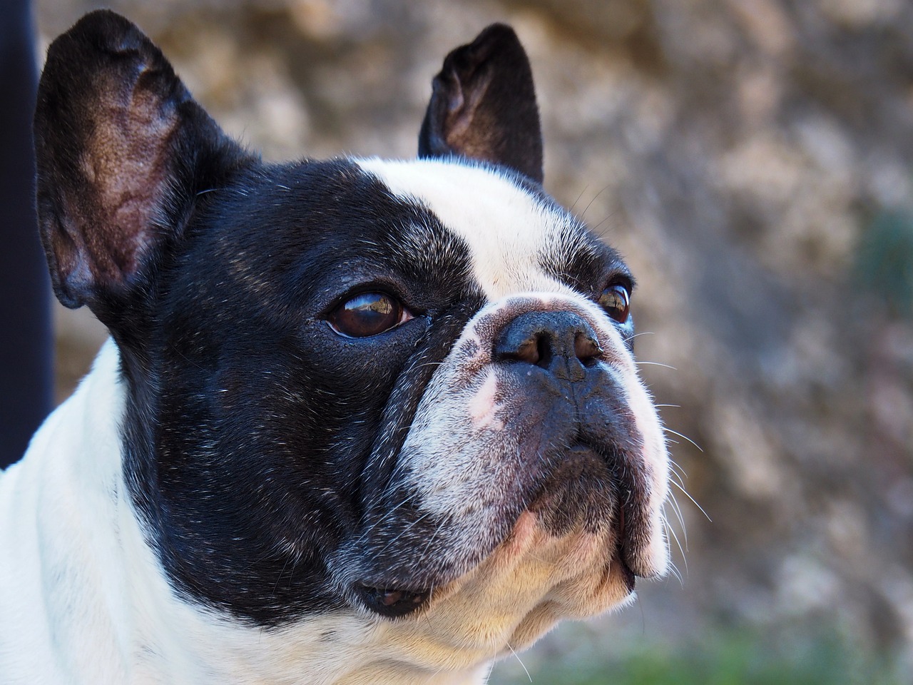 a close up of a black and white dog, by Robert Zünd, shutterstock, bauhaus, french bulldog, looking from side!, closeup 4k, an ancient