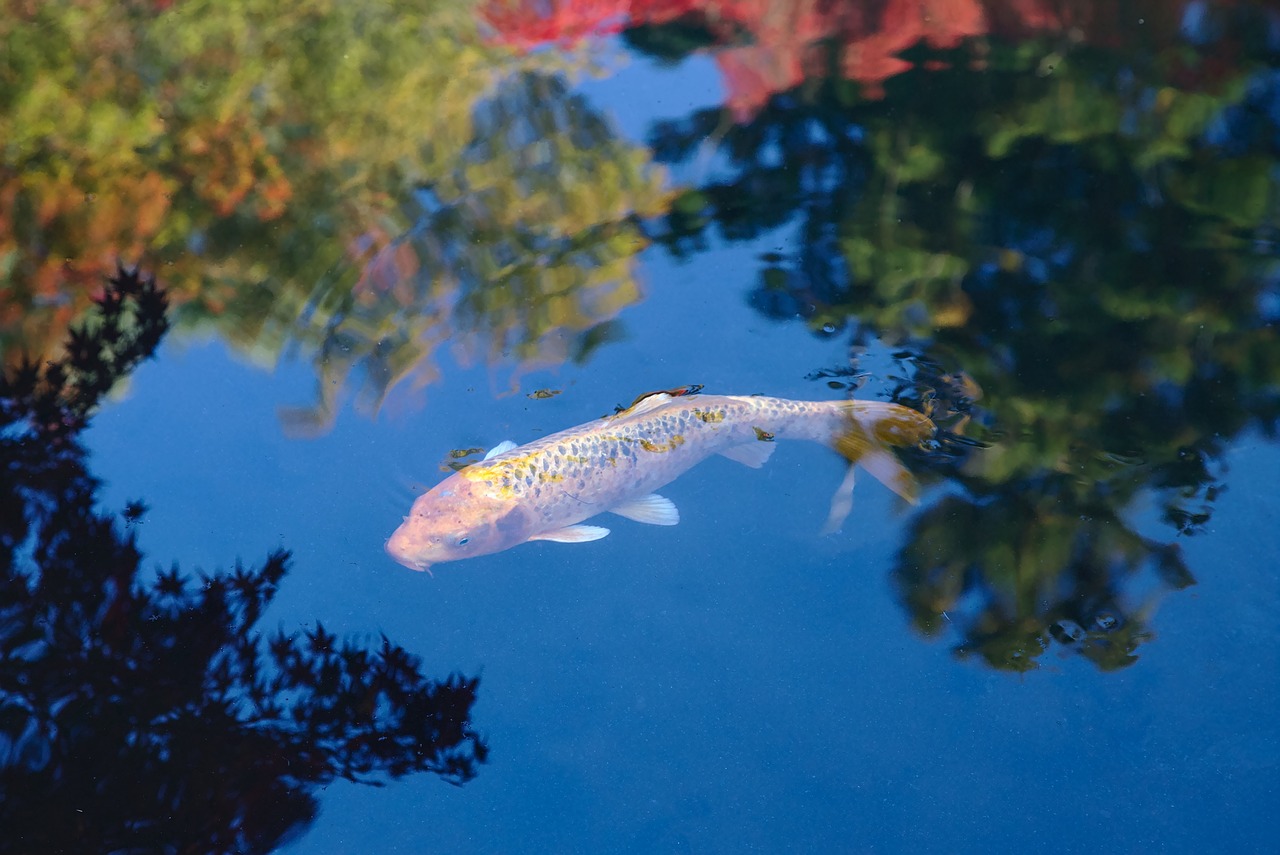 a fish that is swimming in some water, a picture, inspired by Ohara Koson, unsplash, kodak portra 400 film, albuquerque, in japanese garden, blue sky