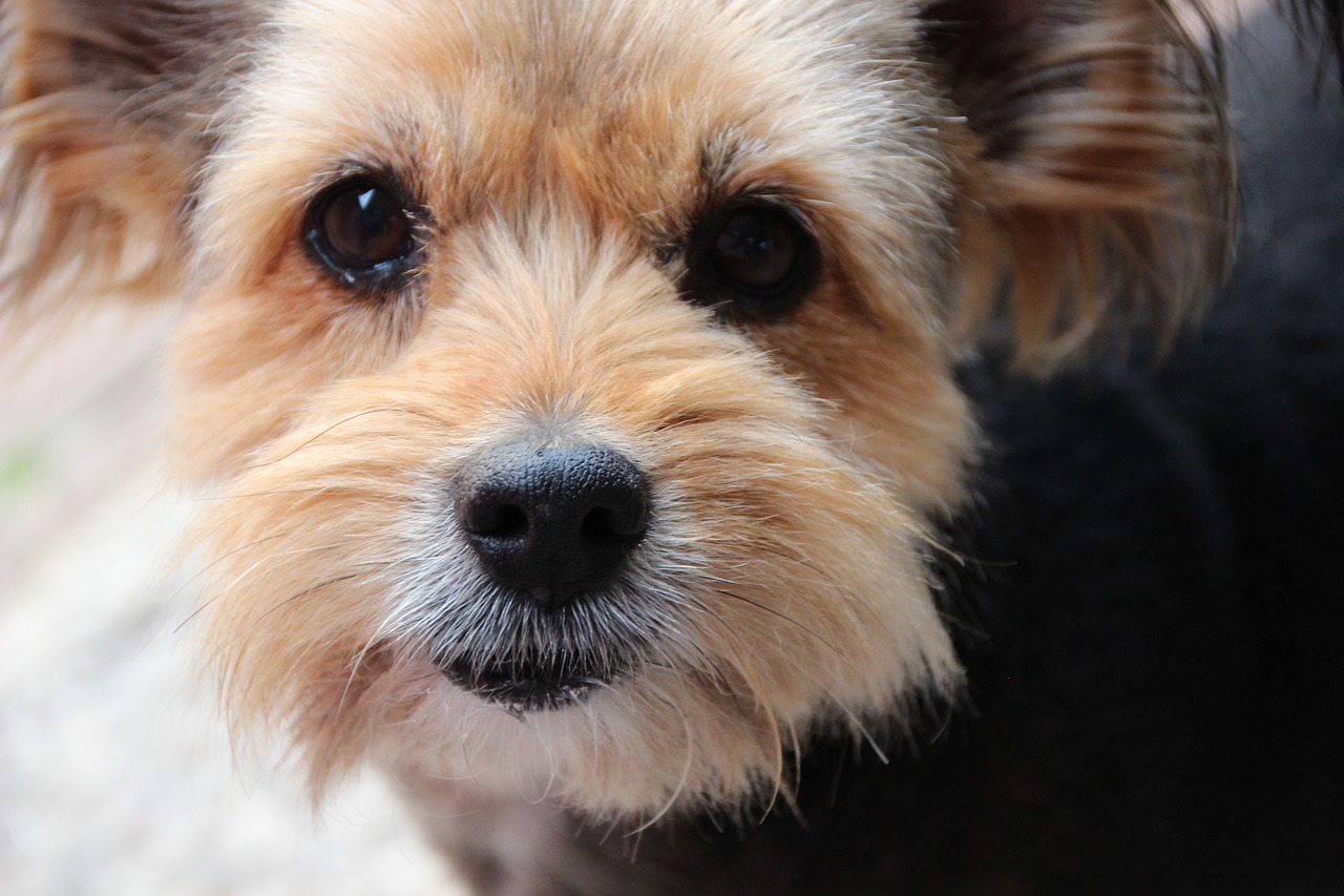 a close up of a dog looking at the camera, pexels, photorealism, yorkshire terrier, smooth.sharp focus, closeup 4k, feature