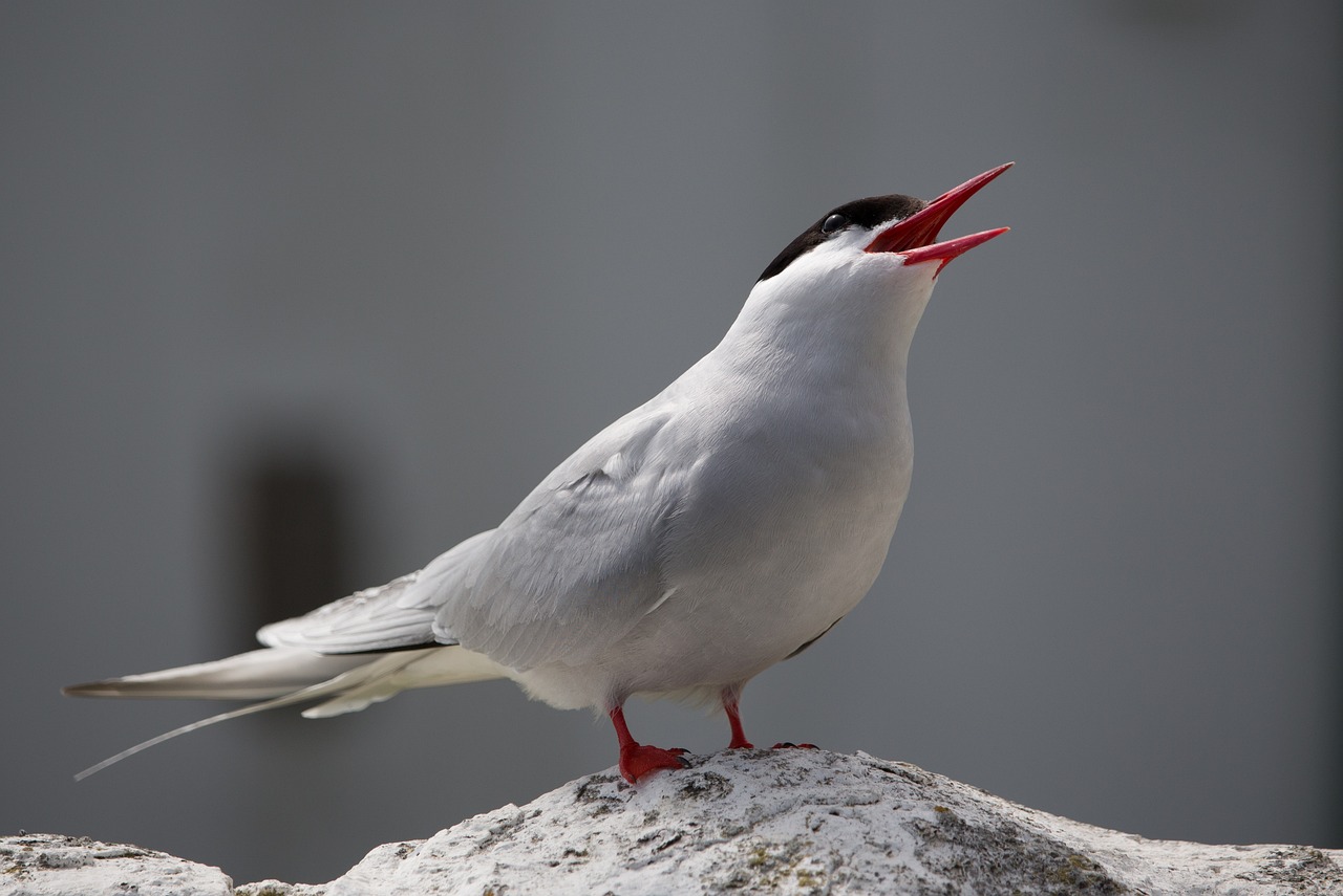 a close up of a bird on a rock, singing, white red, with a pointed chin, sleek white