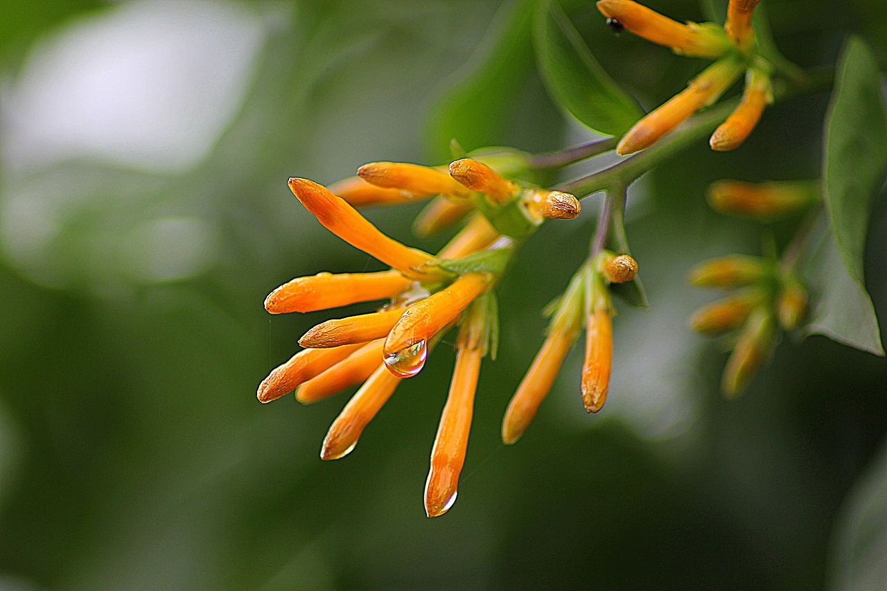 a close up of a plant with orange flowers, flickr, hurufiyya, after rain, honeysuckle, dendrites, proteus vulgaris