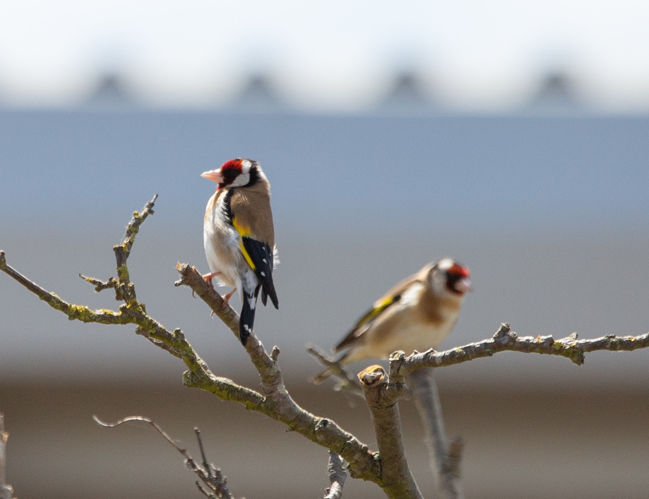 a couple of birds sitting on top of a tree branch, a portrait, by David Simpson, flickr, bauhaus, in the sun, malt, paul heaston, telephoto long distance shot