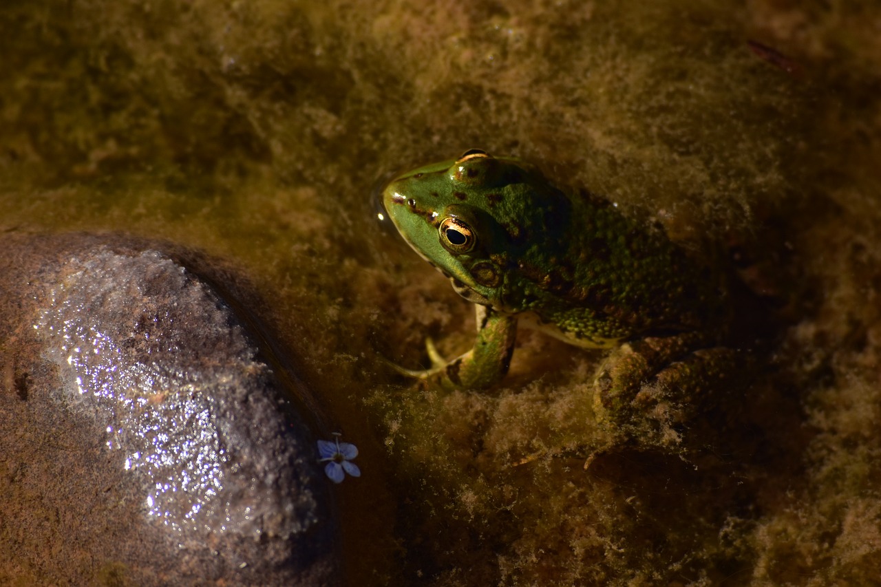 a frog that is sitting in some water, a portrait, by Robert Brackman, on a dark rock background, green head, ny, 4 k detail