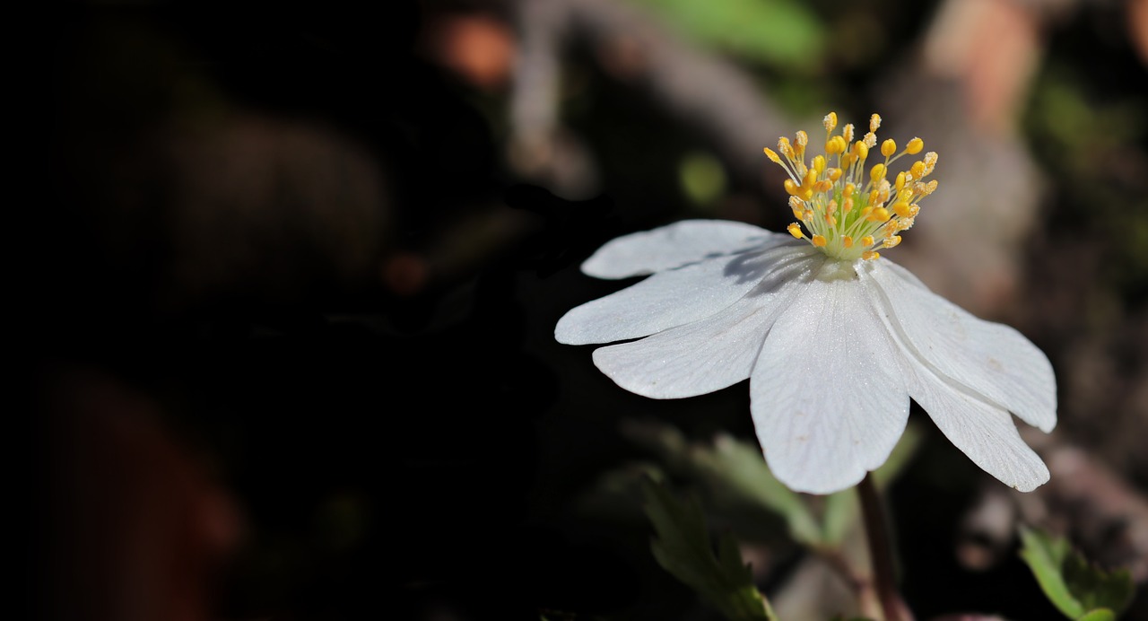 a close up of a white flower with yellow stamen, by Jaakko Mattila, hurufiyya, in a woodland glade, banner, with a black dark background, anemone