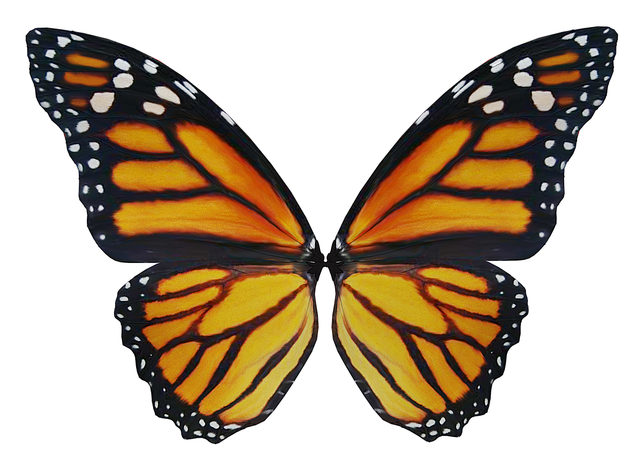 a close up of a butterfly on a black background, a digital rendering, by Robert Jacobsen, symmetrical front view, screen cap, monarch butterflies, with two pairs of wings