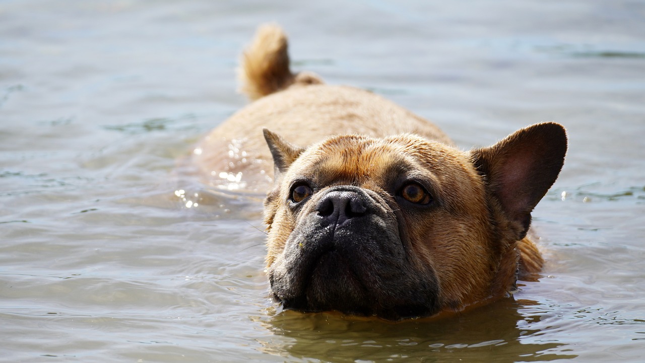 a dog that is swimming in some water, a portrait, by John Murdoch, shutterstock, evil pug, zoo, hull, boxer