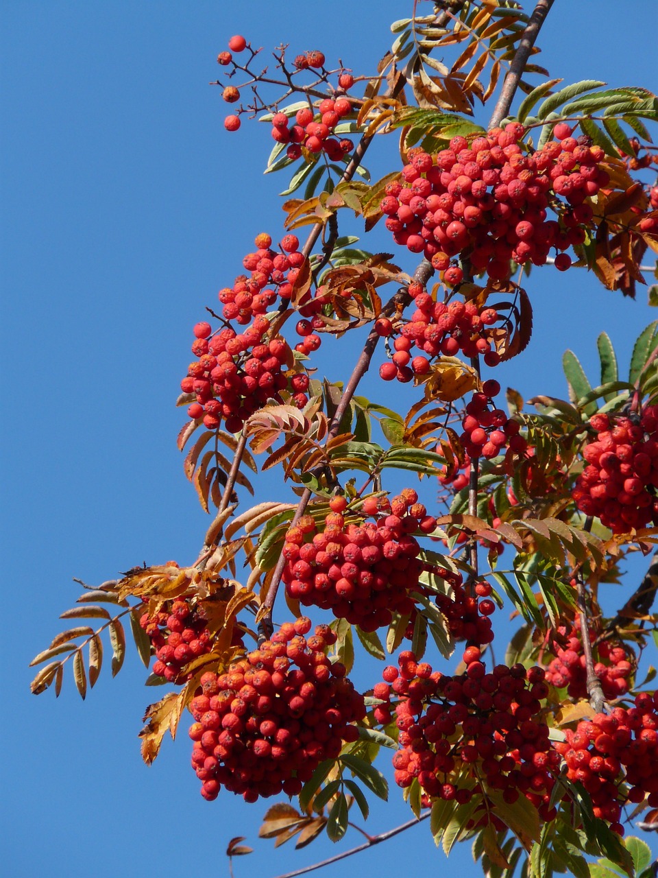 a bunch of red berries hanging from a tree, by Lorraine Fox, blue sky, adult, pyromallis, red colors