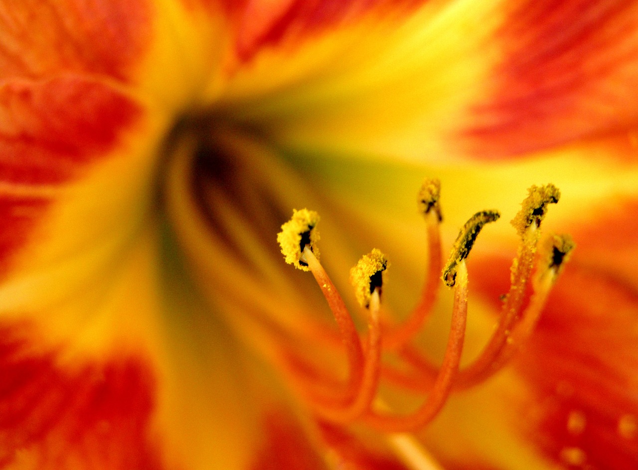 a close up of a yellow and red flower, a macro photograph, by Anna Haifisch, lily, wide angle”, red-yellow colors, pollen