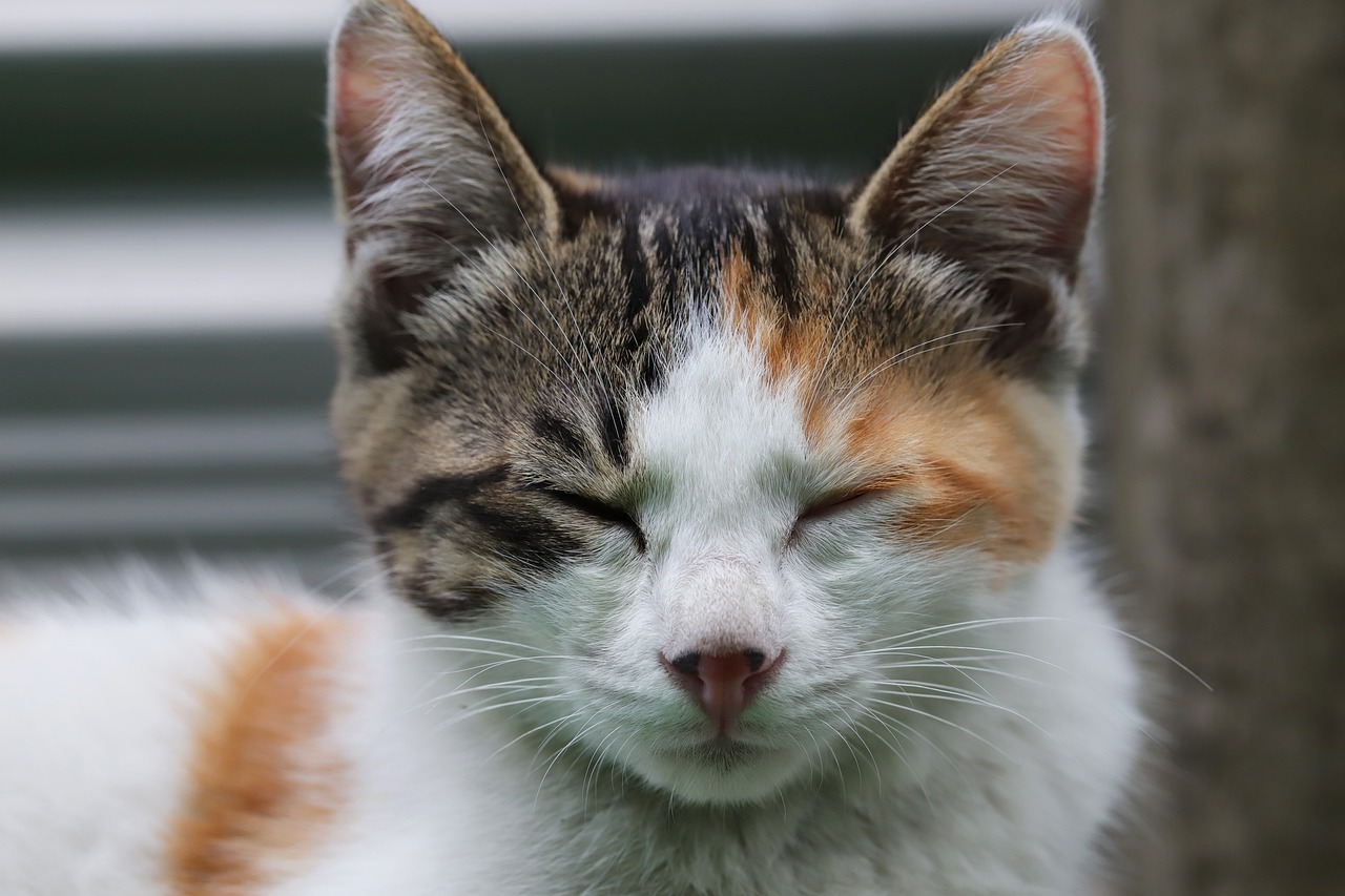 a close up of a cat with its eyes closed, a portrait, shutterstock, calico cat, amused facial expression, in a chill position, closeup photo