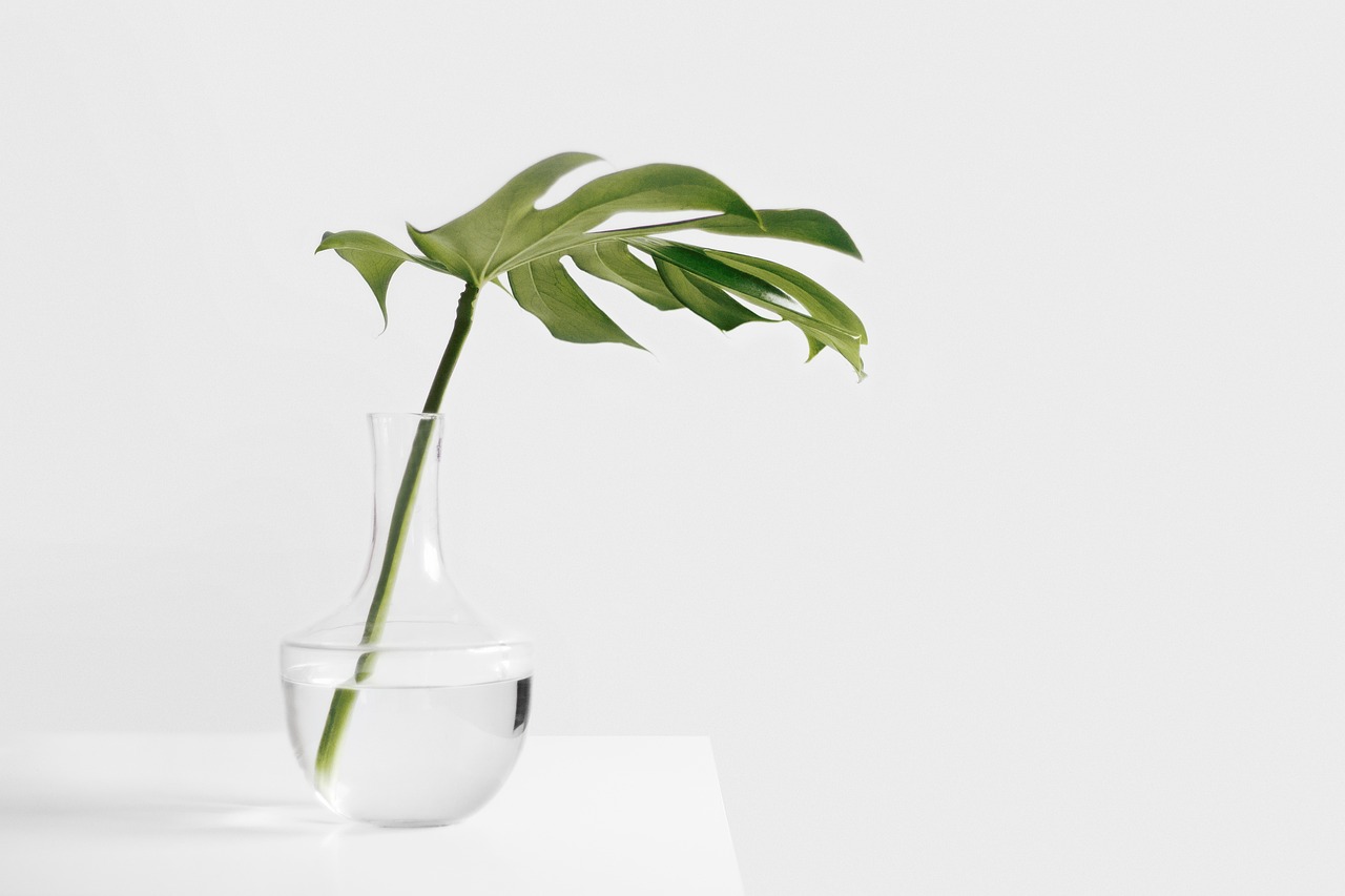 a close up of a vase with a plant in it, minimalism, transparent liquid, product photo