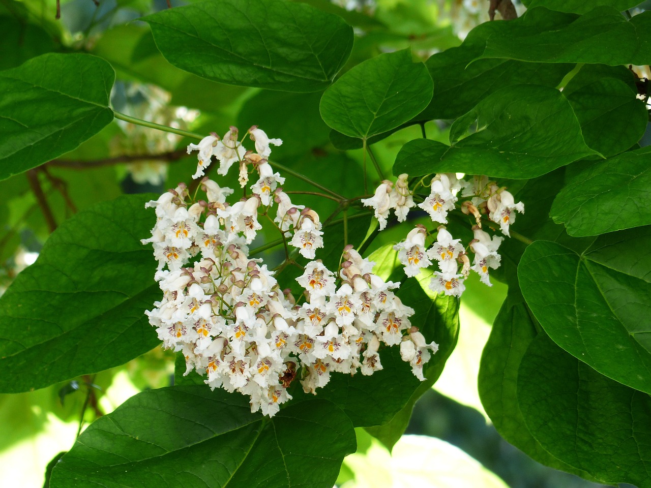 a cluster of white flowers on a tree, hurufiyya, elder, with intricate details, molten, lush garden leaves and flowers