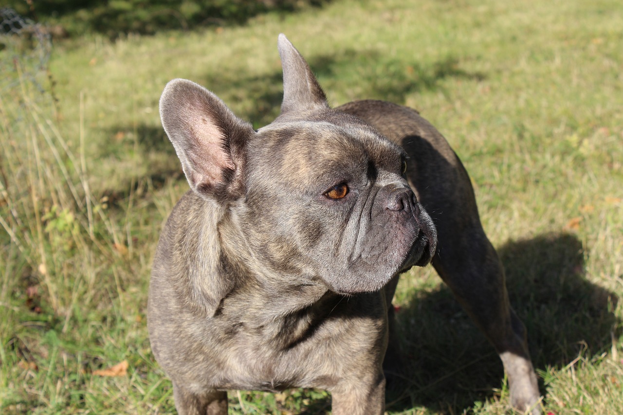 a dog that is standing in the grass, a portrait, by Emanuel Büchel, shutterstock, figuration libre, french bulldog, weathered olive skin, closeup photo, gentle shadowing