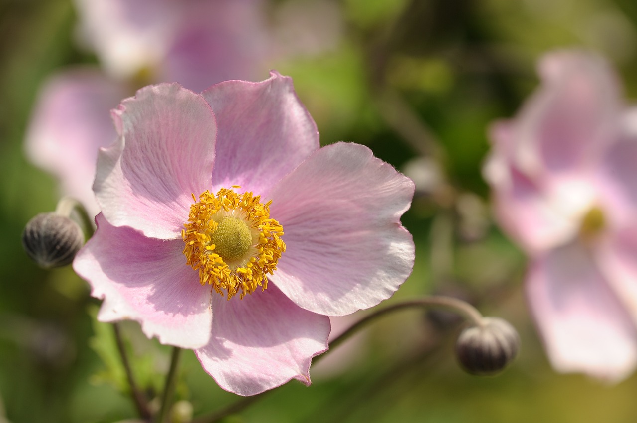a close up of a pink flower with a yellow center, inspired by Frederick Goodall, anemones, pale pastel colours, on a sunny day, rose-brambles