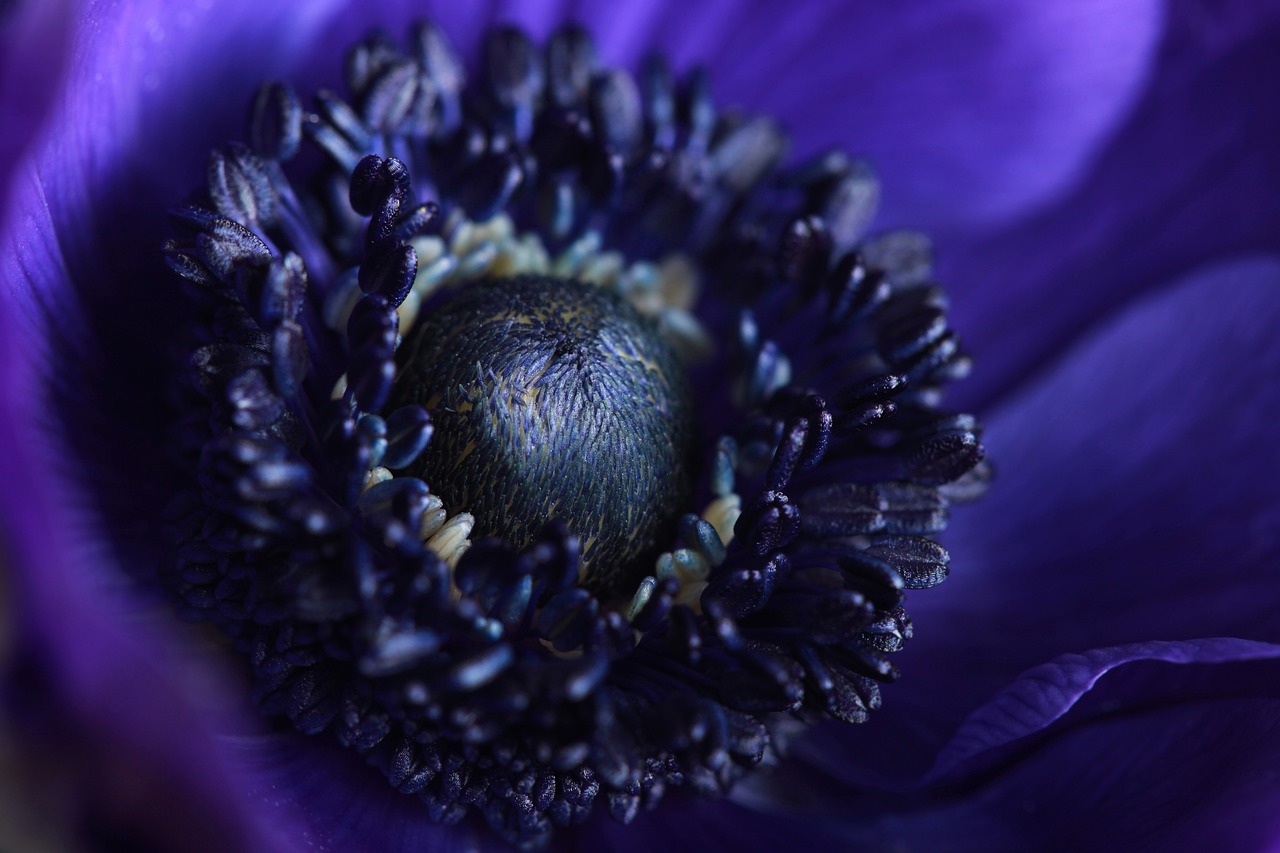 a close up view of a purple flower, by Alison Geissler, vorticism, dark blue and black, anemones, with depth of field, poppy