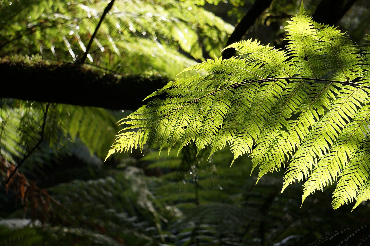 a close up of a tree branch in a forest, by Robert Brackman, flickr, hurufiyya, tree ferns, glowing light and shadow, new zeeland, wet leaves