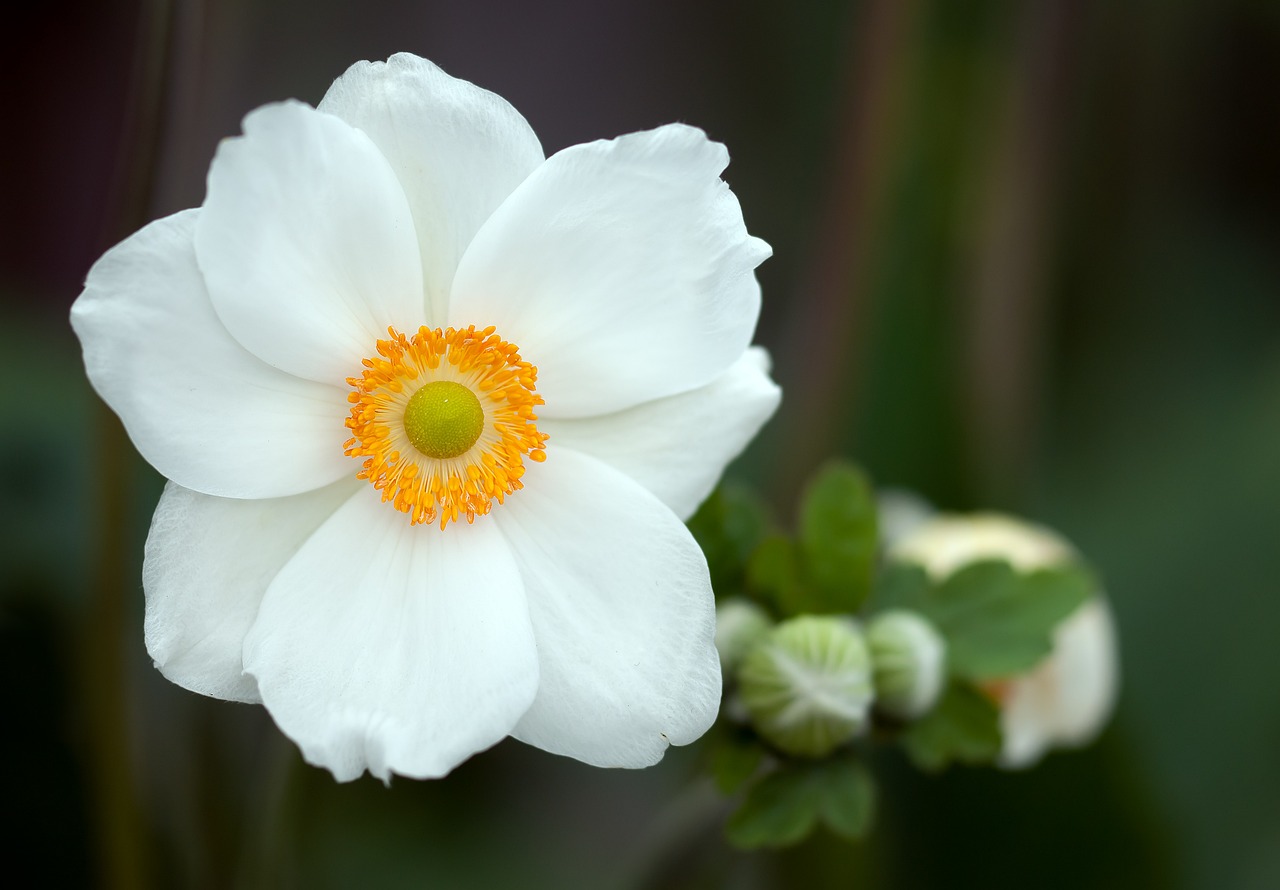 a close up of a white flower with a yellow center, inspired by Frederick Goodall, hurufiyya, anemone, wallpaper hd, 3 4 5 3 1, white-haired