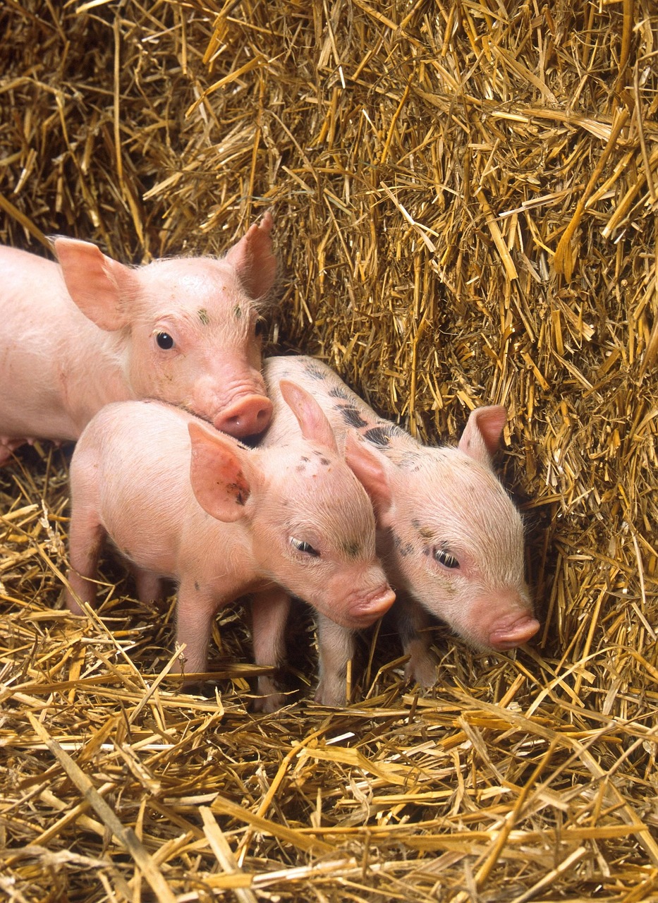a group of pigs standing on top of a pile of hay, a picture, shutterstock, renaissance, light pink tonalities, ffffound, three animals, 1 6 x 1 6